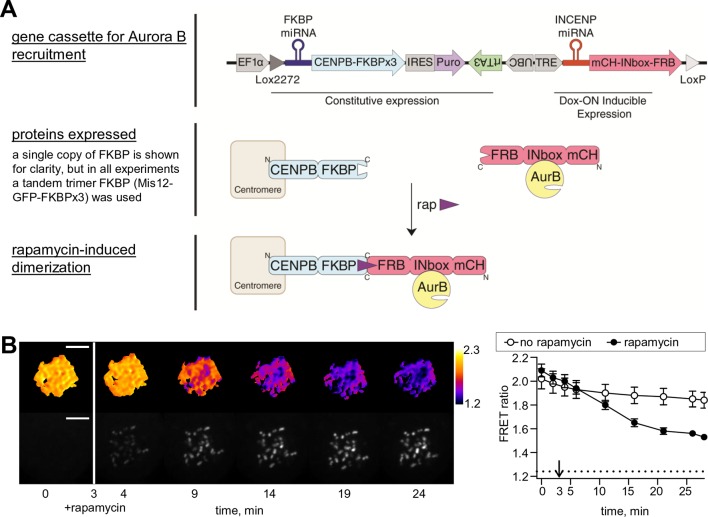 Figure 1—figure supplement 1.