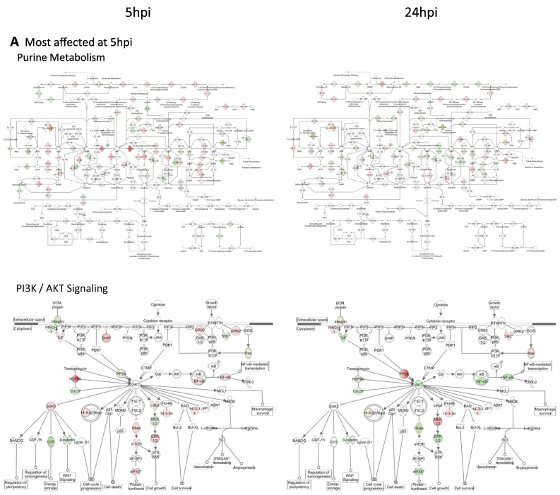 Supplementary Fig. S2