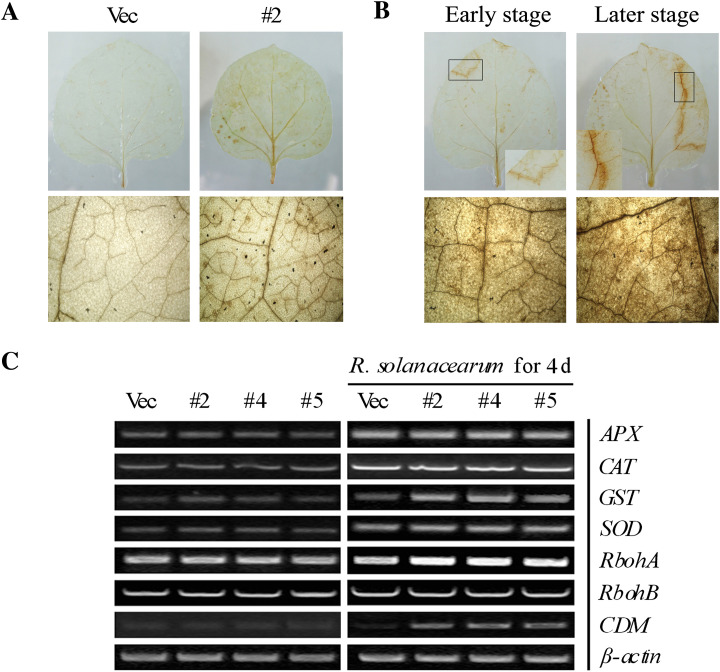 Fig. 8.