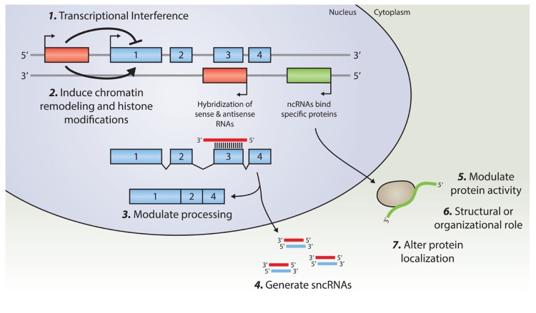 FIGURE 1