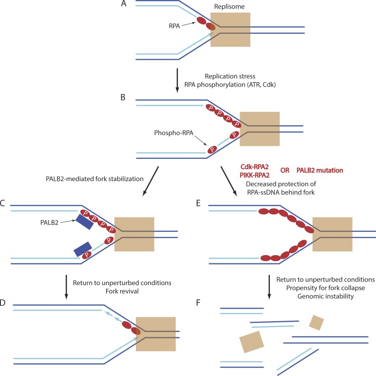 Figure 9.