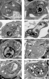 Fig 8