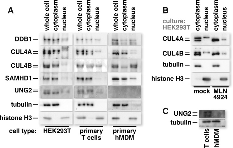 FIG 7