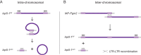 Figure 2—figure supplement 1.