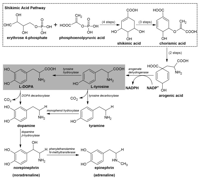 The role of L-DOPA in plants - PMC