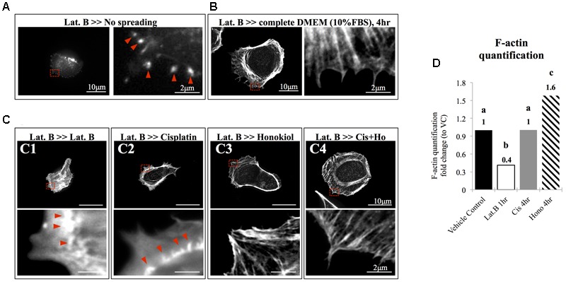 FIGURE 3