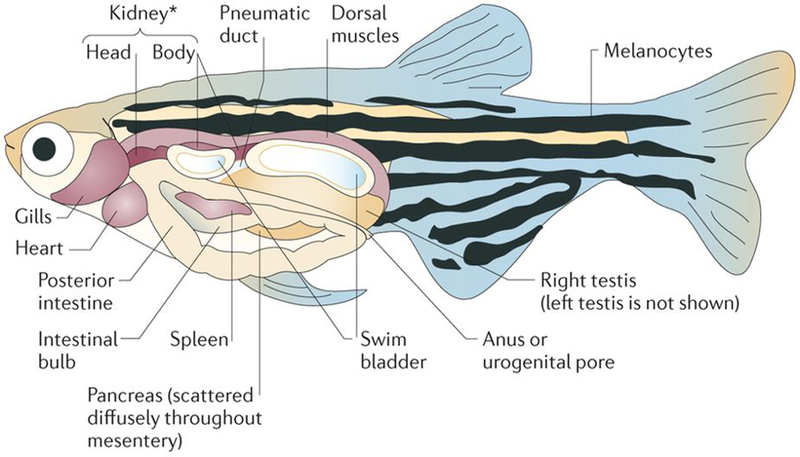 Figure 1 |