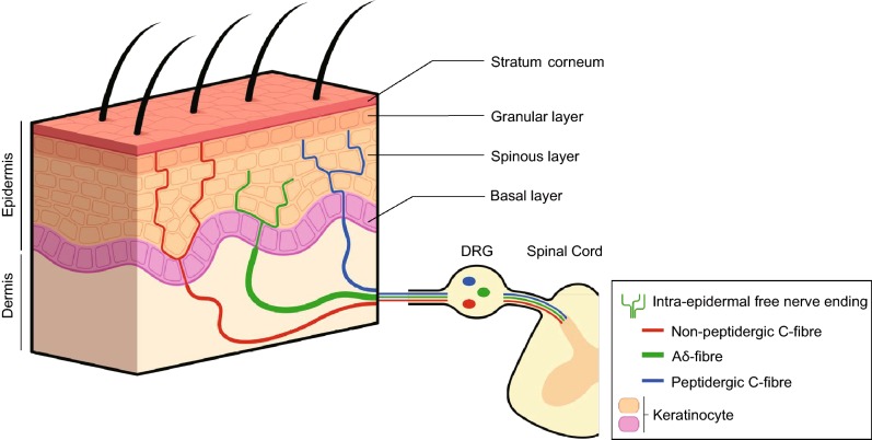 Figure 1