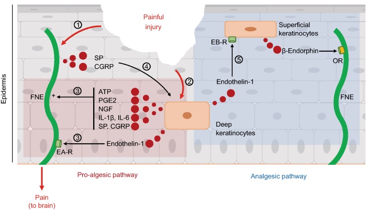 Figure 2