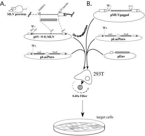 FIG. 1.