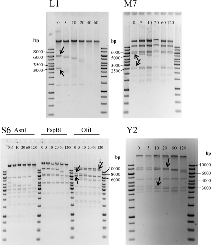 Fig. 5.