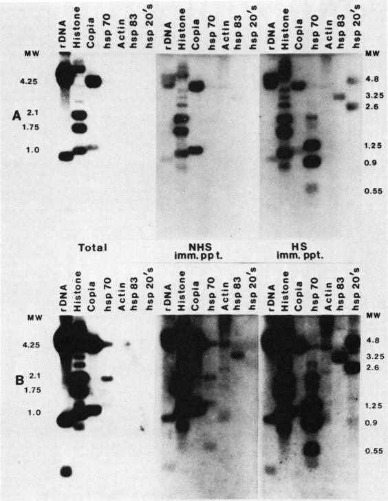 graphic file with name molcellb00104-0213-a.jpg