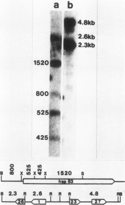 graphic file with name molcellb00104-0214-a.jpg