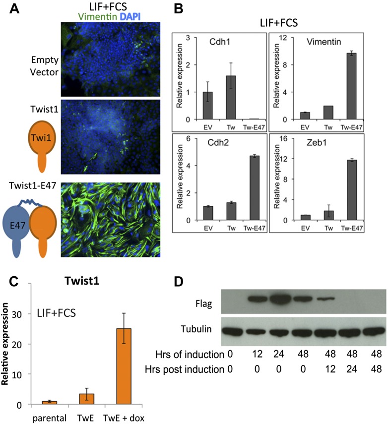 Figure 5—figure supplement 1.