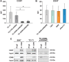 Figure 4. The presence of CD99 on EWS cell surface influences CD47 status. A, Expression of CD47 in CD99-silenced cells. Bars indicate MFI. Mean ± SD of at least three independent experiments, Kruskal–Wallis test: *, P < 0.05. B, Cytofluorimetric profile of CD47 expression in TC-CD99-shRNA#2 EWS cells treated with anti-CD99 antibodies. Bars indicate the mean ± SD of at least three independent experiments. Gating strategy and representative profiles of each type of experiment (A and B), are reported in Supplementary Fig. S7. C, Immunoprecipitation of CD99 with CD47 in 6647, TC-71, and TC-CD99-shRNA#2 EWS cells. Blots are representative of at least three independent experiments.