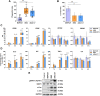 Figure 6. Engagement of CD99 on ex vivo undifferentiated M0-like macrophages induces M1-like polarization and increases their phagocytosis capabilities against EWS cells. A, Phagocytic index of M0-like macrophages exposed to anti-CD99 antibodies (0662 mAb; dAbd C7) or to irrelevant MOPC21 antibody (used as isotype control) for 3 hours and then cocultured with TC-EGFP cells for an additional 3 hours as indicated in the Materials and Methods. The phagocytic index indicates the number of EWS cells phagocytosed per 100 macrophages. Dots represent single fields, and data are expressed as the median and range (minimum–maximum) of at least three independent experiments. Kruskal–Wallis test: *, P < 0.05; **, P < 0.01. B, TC-EGFP cell survival in the presence of M0-like macrophages exposed to anti-CD99 antibodies. Trypan blue vital cell count was used. Data are expressed as percentages compared with untreated EWS cells. Bars indicate mean ± SD from at least three independent experiments. Kruskal–Wallis test: *, P < 0.05; **, P < 0.01. C, Relative expression of CD80, CD86, CD163, and CD206 was analyzed by qPCR in M0-like macrophages treated with anti-CD99 0662 mAb or dAbd C7 for 1 to 6 hours. Data are expressed as the mean ± SD. Two-way ANOVA test: *, P < 0.05; **, P < 0.01; ***, P < 0.001. D, Multiplex cytokine assay analysis of IL1β, IL6, TNFα, and IL4 release in M0-like macrophages treated with anti-CD99 0662 mAb or dAbd C7 as indicated in the Materials and Methods. Data are expressed as mean ± SD of the fold increase versus control M0-like = 1. Two-way ANOVA test: *, P < 0.05; **, P < 0.01; ***, P < 0.001. E, Western blot analysis of intracellular signaling molecules in M0-like macrophages treated as indicated. GAPDH was used as the loading control. Representative blots from three independent experiments are shown.
