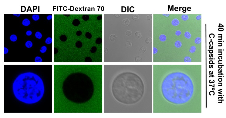 Figure 4—figure supplement 1.