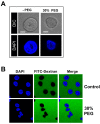 Figure 3—figure supplement 1.