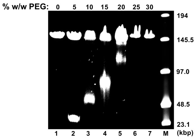 Figure 2—figure supplement 1.