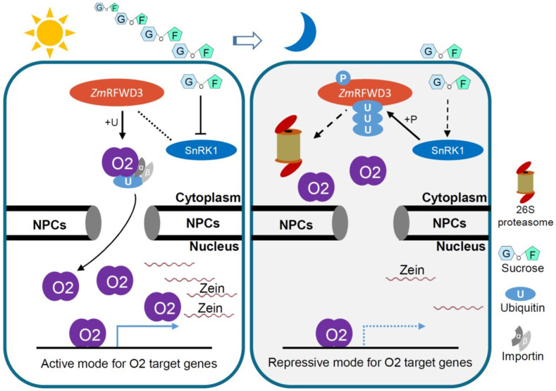 graphic file with name TPC_202000592_f1.jpg