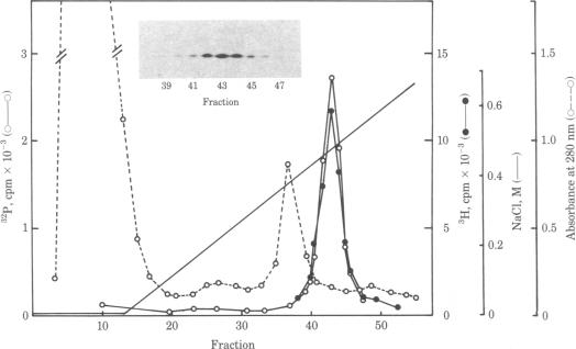 graphic file with name pnas00640-0063-a.jpg