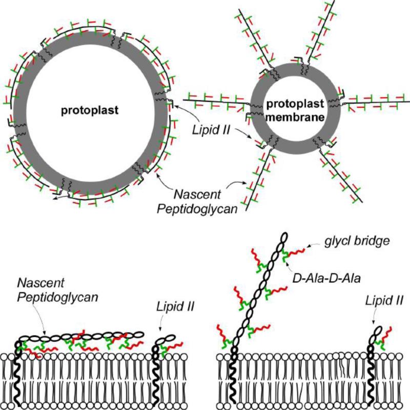 Figure 12