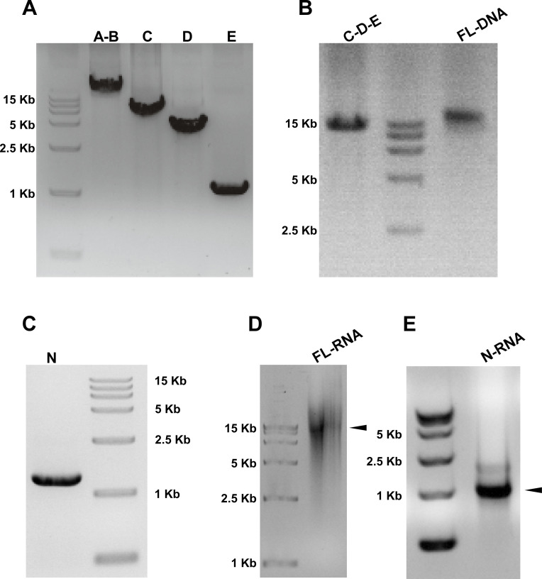 Figure 2.