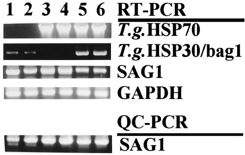 Fig 3.