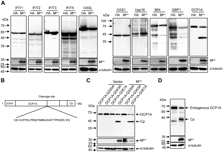 Figure 5