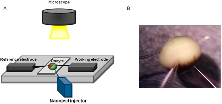 Figure 10