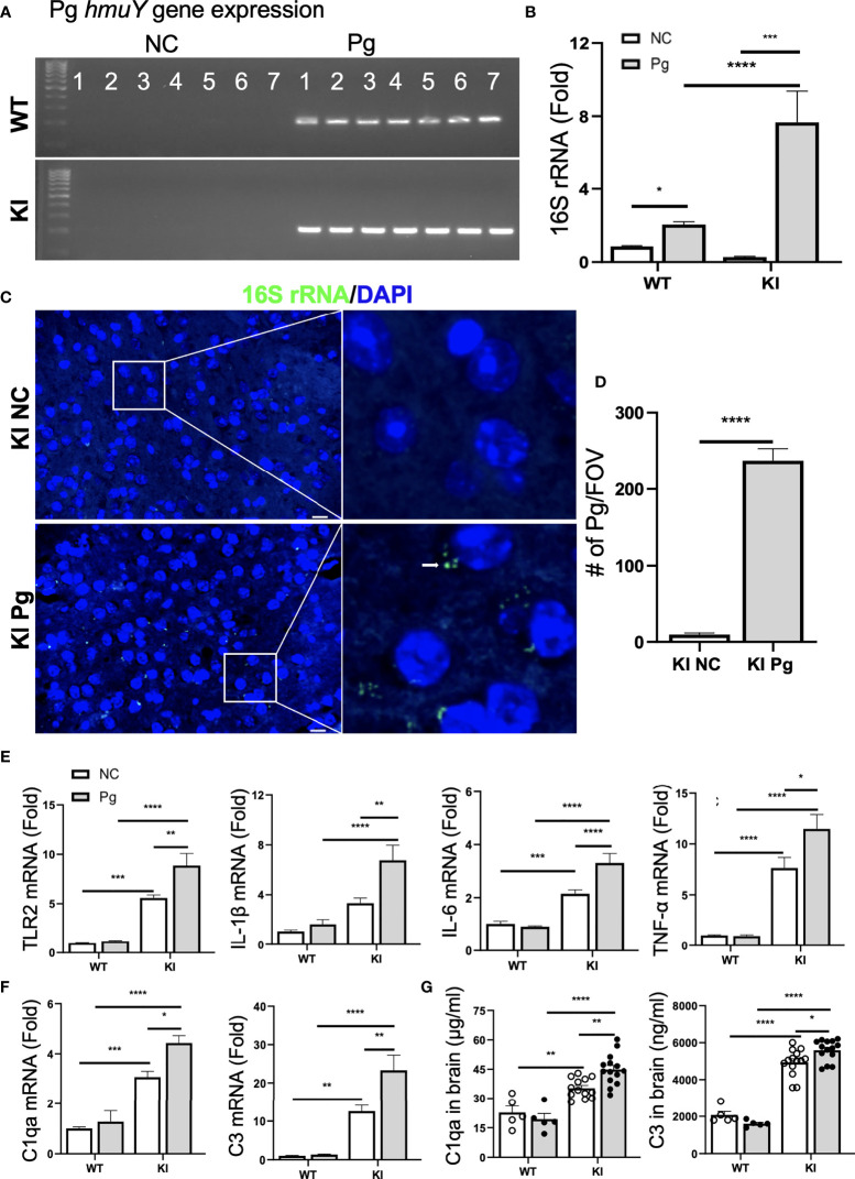 Figure 4