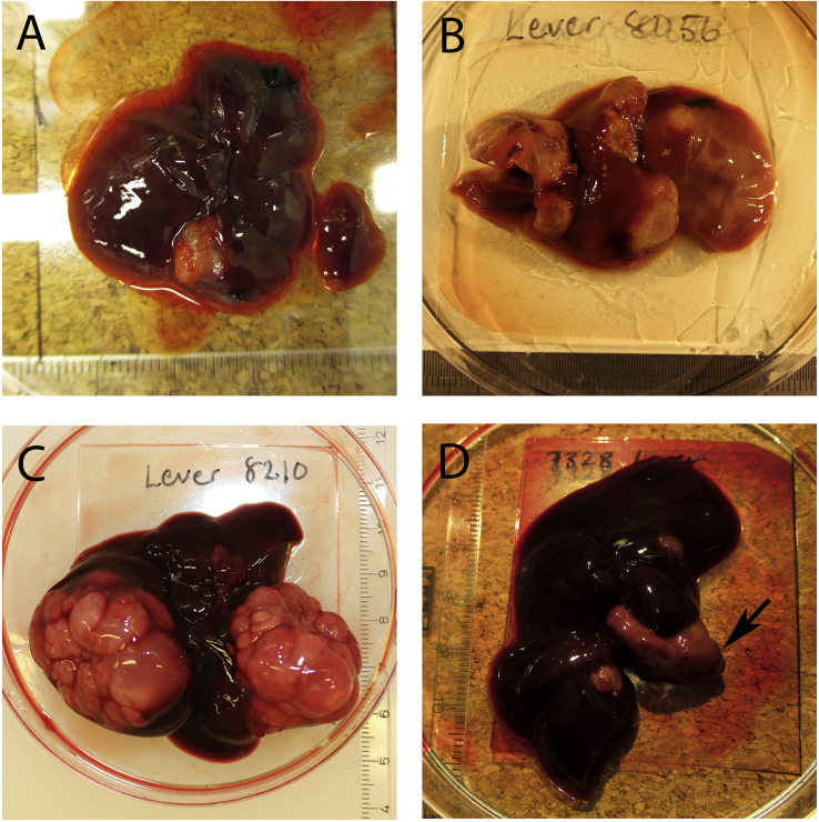 Fig. 2