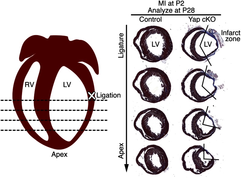 Fig. 3.