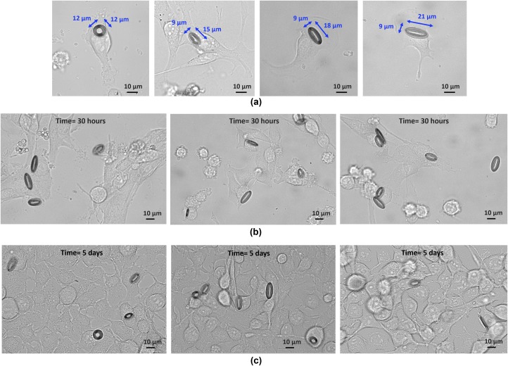 Fig 3