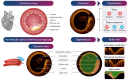 Graphical Abstract