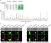 Figure 2—figure supplement 2.