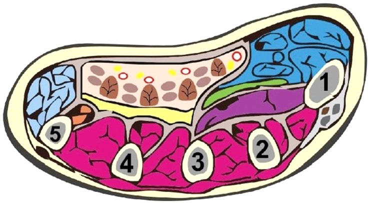 Fig. (1)