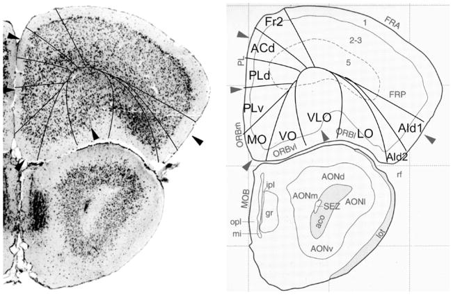 Fig. 11