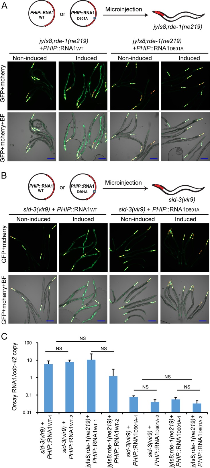 FIG 6 