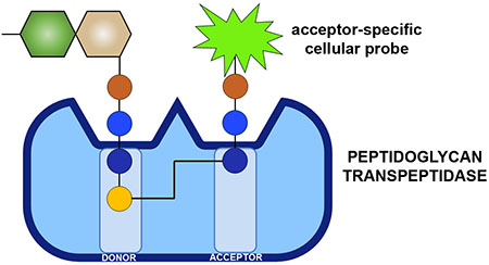 graphic file with name nihms-1611483-f0006.jpg