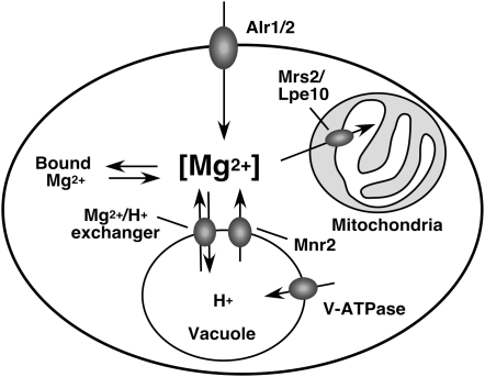 Figure 7.—