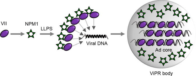 NPM1 mediates phase separation to form a viral replication body. Protein VII and NPM1 undergo liquid–liquid phase separation to encapsulate viral DNA, leading to the formation of a ViPR body.