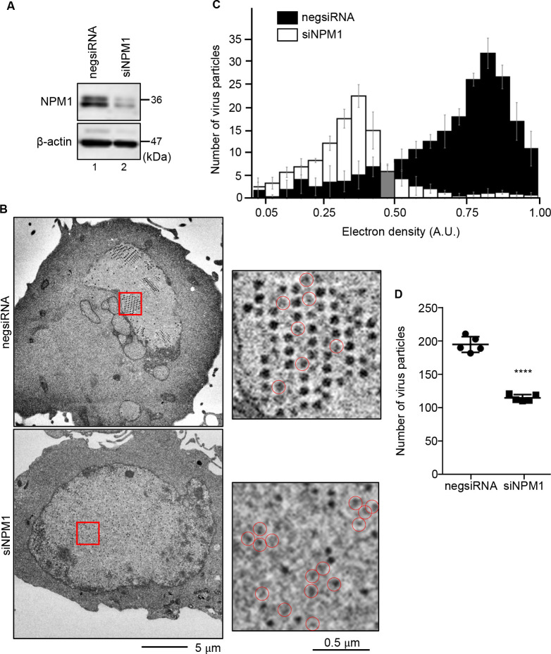 NPM1 knockdown reduces viral particle density in cells. Western blot confirms NPM1 reduction. Electron microscopy images depict fewer viral particles in NPM1-silenced cells. Histogram depicts reduced viral particle electron density.