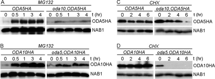 FIGURE 2: