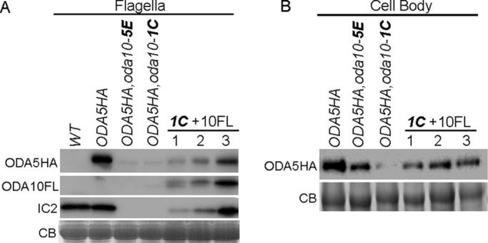 FIGURE 1: