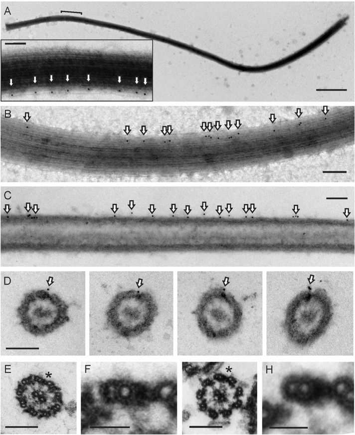 FIGURE 5: