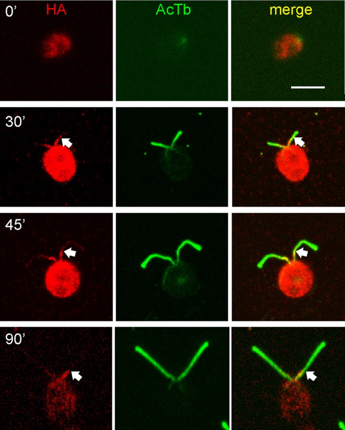 FIGURE 7: