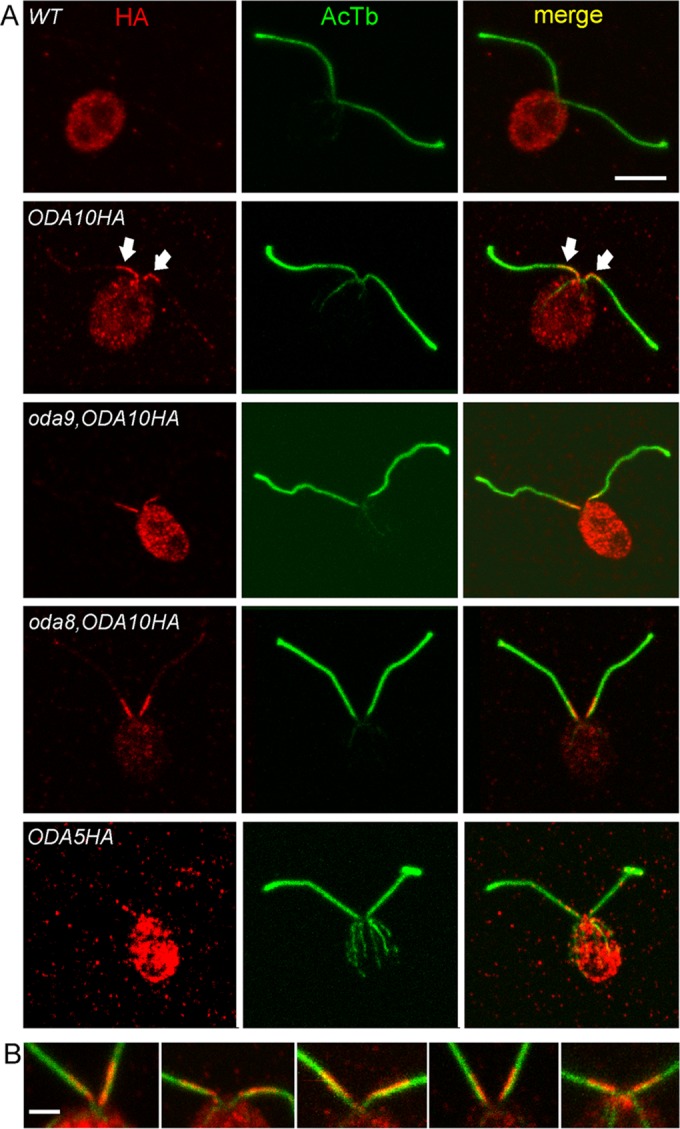 FIGURE 4: