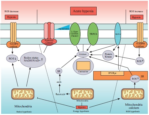 Fig. (2)