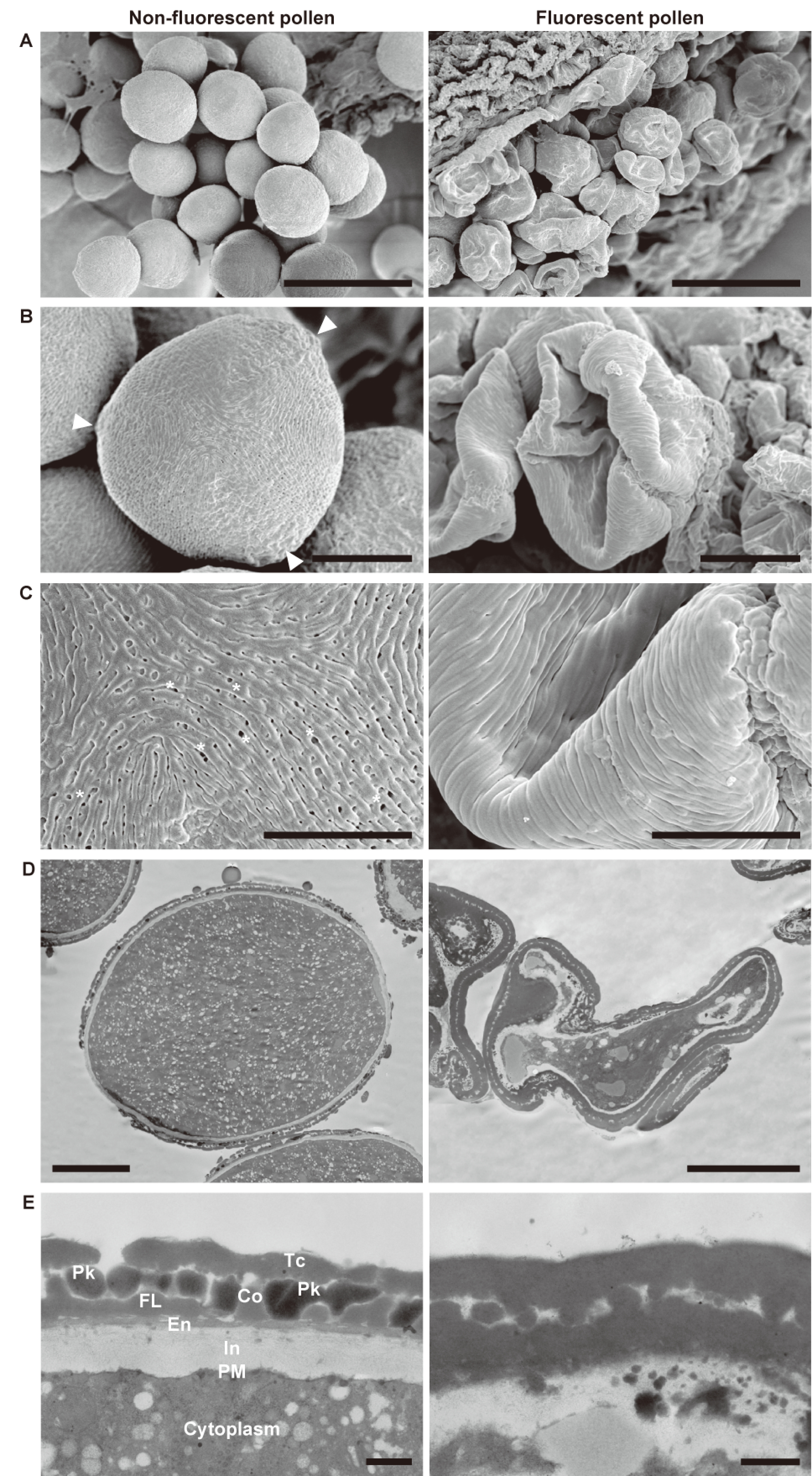 Figure 2. Electron microscopic images of non-fluorescent pollen (left) and fluorescent pollen (right) at the bicellular pollen stage. SEM micrographs of (A) pollen, (B) whole grains, and (C) magnified views. Arrowheads and asterisks indicate the tectal perforations and apertures, respectively. TEM micrographs of sections of pollen: (D) whole grains and (E) details of the pollen wall. Scale bars: (A) 50 µm, (B) 10 µm, (C) 5 µm, (D) 10 µm, (E) 500 nm. In, intine; PM, plasma membrane; En, endexine; FL, foot layer; Co, collumera; Tc, tectum; Pk, pollenkitt.